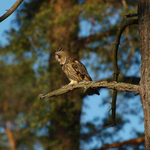 Fuglekiggeri